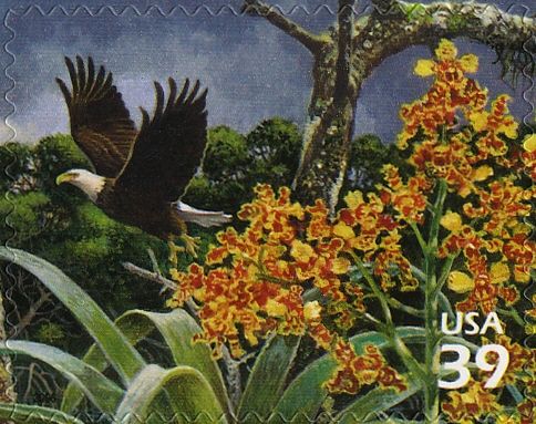 Bald Eagle (Haliaeetus leucocephalus), orchids