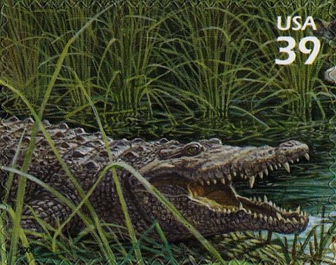 American Crocodile (Crocodylus acutus)