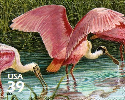 Roseate Spoonbill (Platalea ajaja)