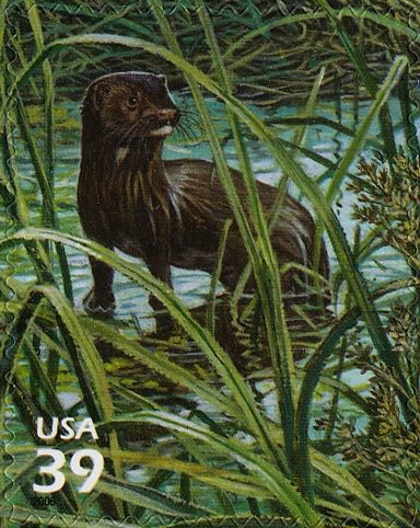 Mink (Mustela vison)