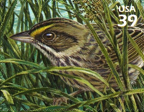 Cape Sable Seaside Sparrow (Ammospiza maritima mirabilis)