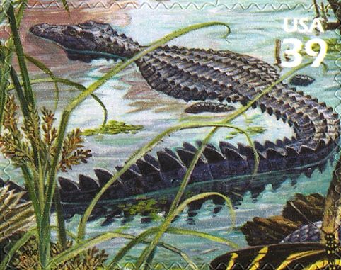 American Alligator (Alligator mississippiensis)