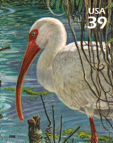 White Ibis (Eudocimus albus)