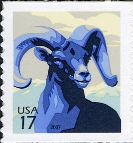 Bighorn Sheep (Ovis canadensis)