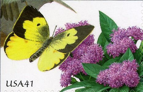 Southern Dogface (Zerene cesonia), Vervain (Verbena sp.)