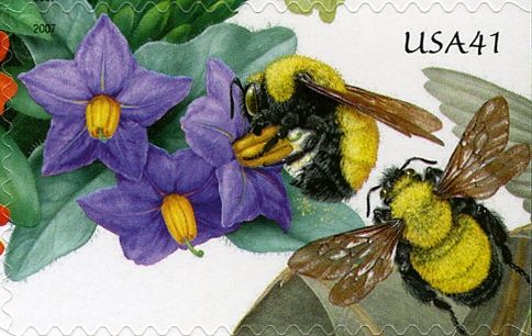 Bumblebee (Bombus sp.), Nightshade (Solanaceae)