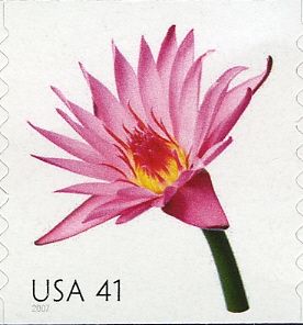 Water Lily