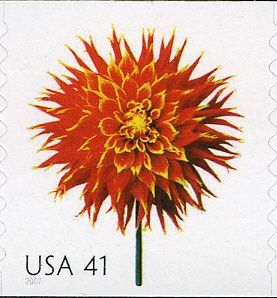 Dahlia
