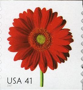 Red Gerbera Daisy