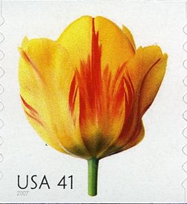 Tulip