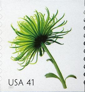Chrysanthemum