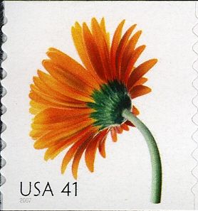 Orange Gerbera Daisy