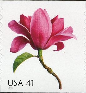 Magnolia