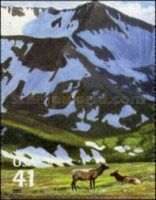 Wapiti (Cervus canadensis)