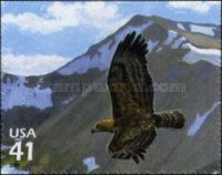 Golden Eagle (Aquila chrysaetos)