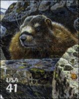 Yellow-bellied Marmot (Marmota flaviventris)
