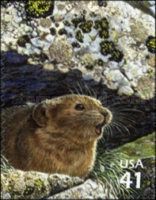 American Pika (Ochotona princeps)