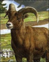 Bighorn Sheep (Ovis canadensis)