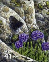 Magdalena Alpine (Erebia magdalena), Skunkweed (Polemonium v