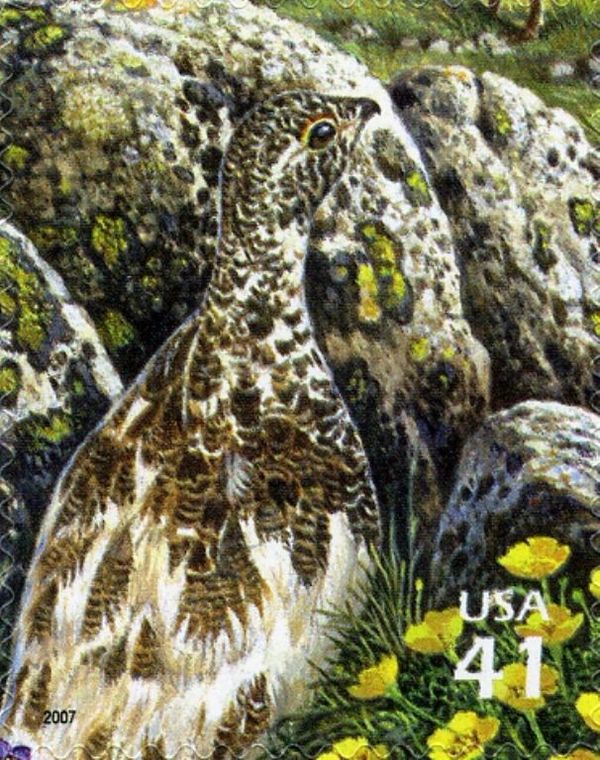 White-tailed Ptarmigan (Lagopus leucura)