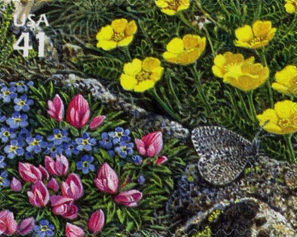 Melissa Arctic (Oeneis melissa), Dwarf Clover (Trifolium nan