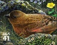 Brown-capped Rosy-finch (Leucosticte australis)
