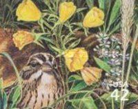 Vesper Sparrow (Pooecetes gramineus), Common Evening-primros
