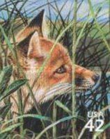 Red Fox (Vulpes vulpes)