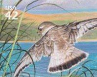 Piping Plover (Charadrius melodus)