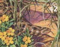 Hognose Snake (Heterodon sp.)