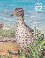 Spotted Sandpiper (Actitis macularia)