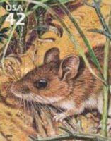 White-footed Deermouse (Peromyscus leucopus)