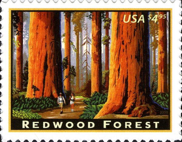 Redwood Forest