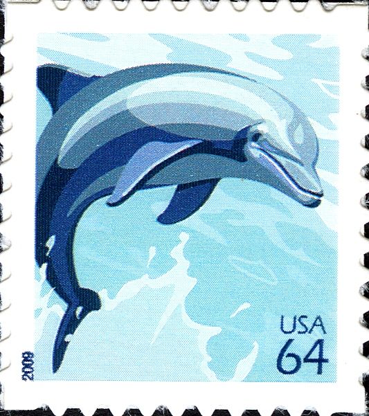 Common Bottlenose Dolphin (Tursiops truncatus)
