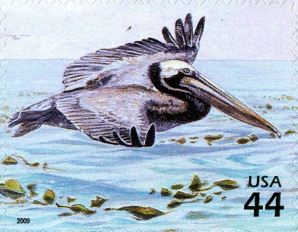 Brown Pelican (Pelecanus occidentalis)