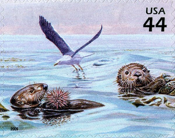Western Gull (Larus occidentalis), Southern Sea Otter (Enhyd