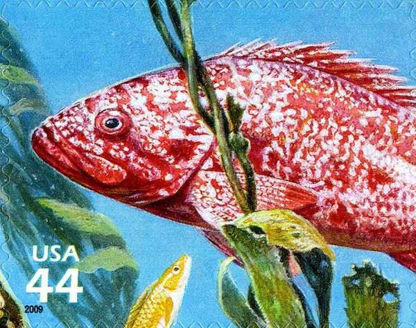 Vermilion Rockfish (Sebastes miniatus)