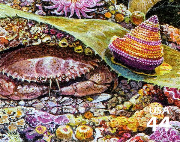 Pacific Rock Crab (Cancer antennarius), Jeweled Top Snail