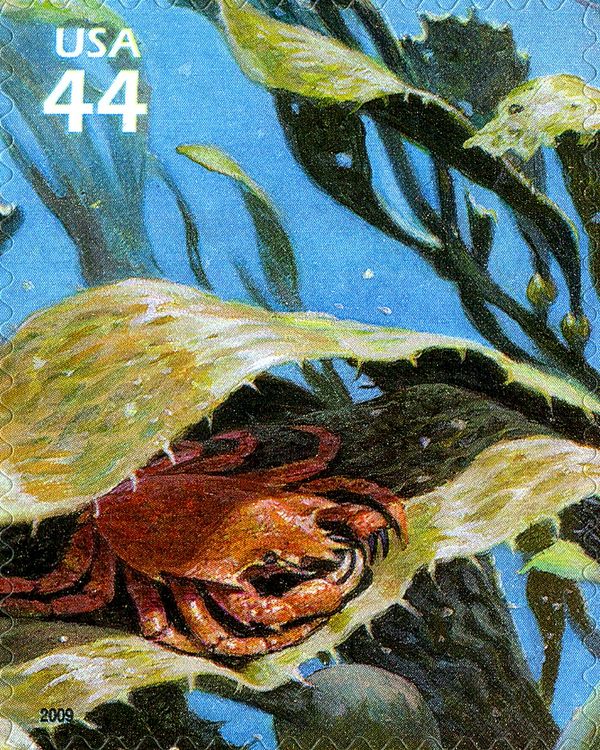 Northern Kelp Crab (Pugettia producta)