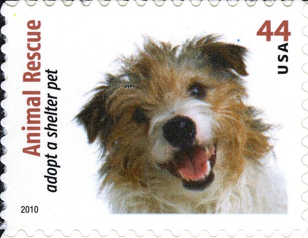 Wire-haired Jack Russell Terrier (Canis lupus familiaris)