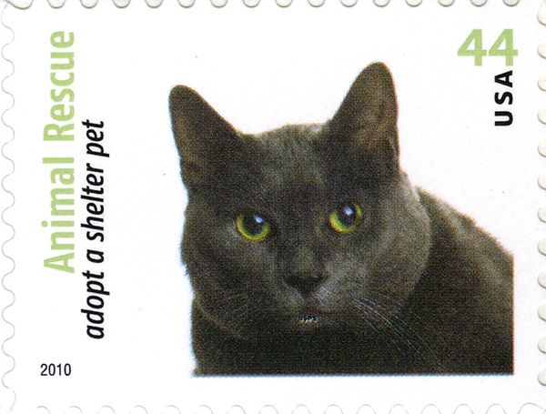 Maltese Cat (Felis silvestris catus)
