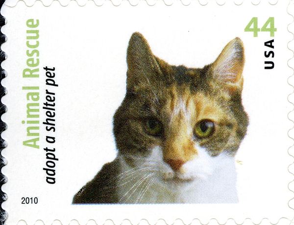 Calico Cat (Felis silvestris catus)