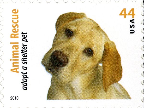 Yellow Labrador Retreiver (Canis lupus familiaris)