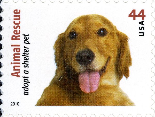 Golden Retriever (Canis lupus familiaris)