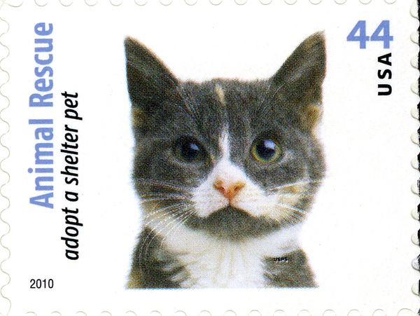 Gray Kitten (Felis silvestris catus)