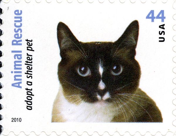 Black, White & Tan Cat (Felis silvestris catus)