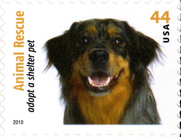 Australian Shepherd (Canis lupus familiaris)