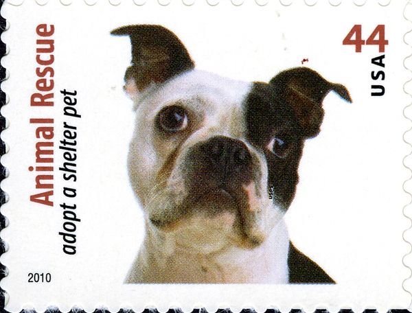 Boston Terrier (Canis lupus familiaris)