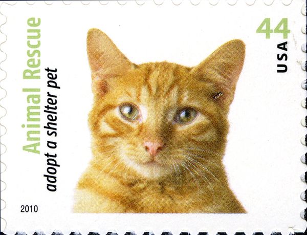 Orange Tabby Cat (Felis silvestris catus)