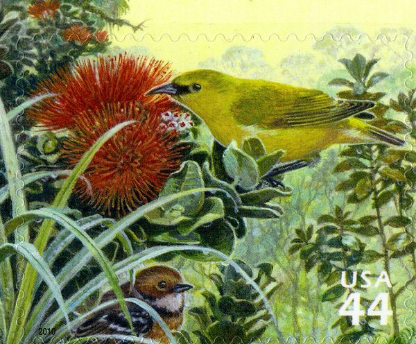 Hawai'i Amakihi (Chlorodrepanis virens), Hawai'i Elepaio